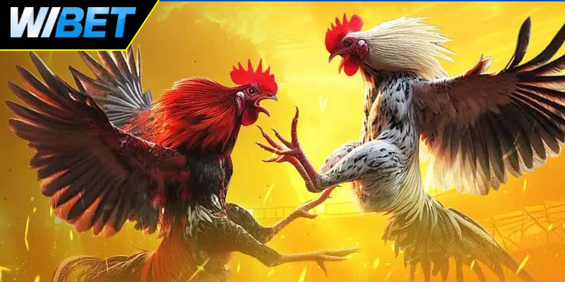 Những đặc điểm nổi bật tại đá gà CPC1 trên WIBET