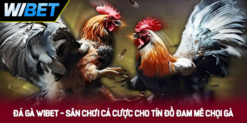Lý do đá gà WIBET trở thành lựa chọn hàng đầu