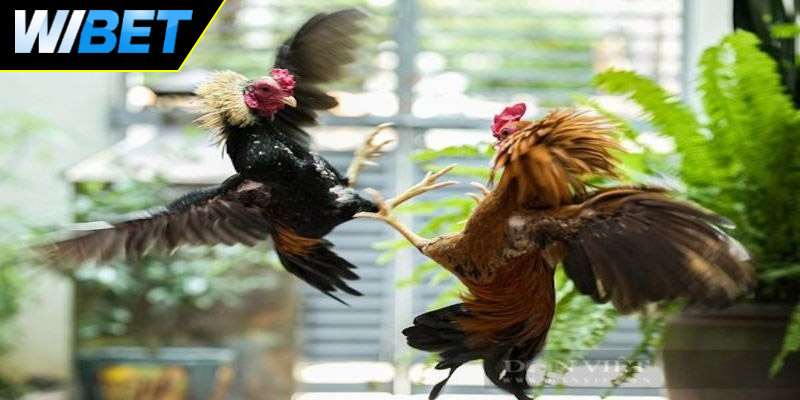 Điểm đặc trưng của các trận đá gà WS168 tại WIBET