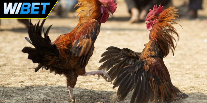 Tìm hiểu sảnh đá gà WS168 tại WIBET