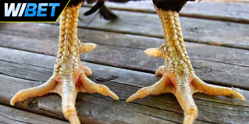 Yếu tố khác tạo nên một thần kê tại WIBET